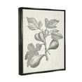 thumbnail image 3 of Stupell Industries Vintage Fig Plant Study Drawing Botanical & Floral Painting Black Floater Framed Art Print Wall Art, 3 of 6