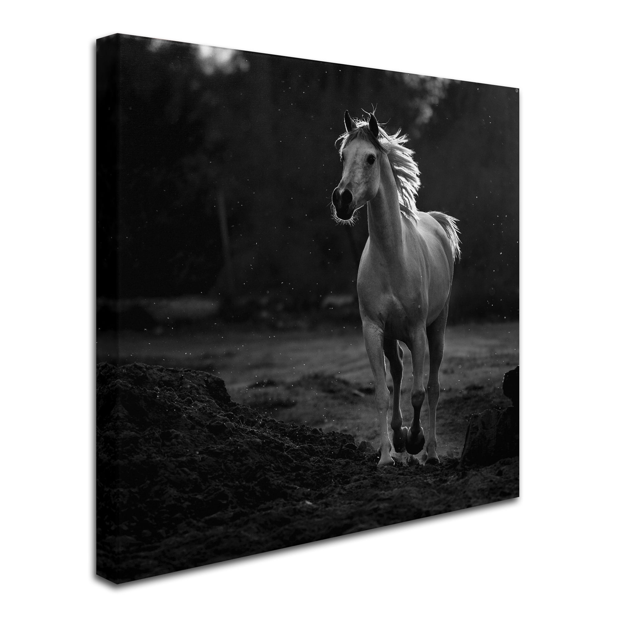 Trademark Fine Art 'Coquetry' Canvas Art by Abdullah Al-Saeed