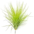 thumbnail image 3 of ragnaroc Air Plants - Tillandsia Andreana, Large 4-6" - 5ct - Live Arrival Gauranteed - House Plants for Home Decor & Gift, 3 of 7