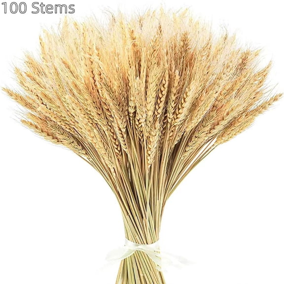 100 Stems Dried Wheat Stalks for Decor, 15.7inch Wheat Sheaves Wheat Grass Decor Natural Wheat Bunch Wheat Decor Natural Wheat Stalks Dried Flowers for Home Wedding Table Farmhouse Decor, Natural