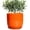 Orange, variant on Ceramic Planter 7 Inch - Cylinder Round Modern Indoor Plant Pot for Plants with Drainage Hole and Saucer, Room Home Patio Office Patio Decor, Black