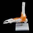 thumbnail image 4 of Zeiwohndc 1: 1 Human Skeleton Human Model Joint Medical Anatomy Ankle Ligament Anatomicall, 4 of 12