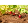 thumbnail image 4 of 250 Seeds RED ARROW SPROUTING RADISH MiniGreen Daikon Raphanus Sativus Vegetable Seeds, 4 of 8