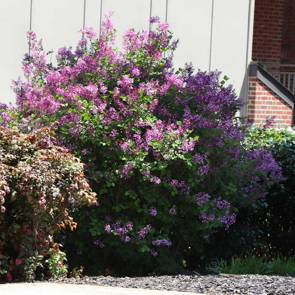 Brighter Blooms - Miss Kim Lilac Shrub, 1 gal - No Shipping to AK, AZ, HI