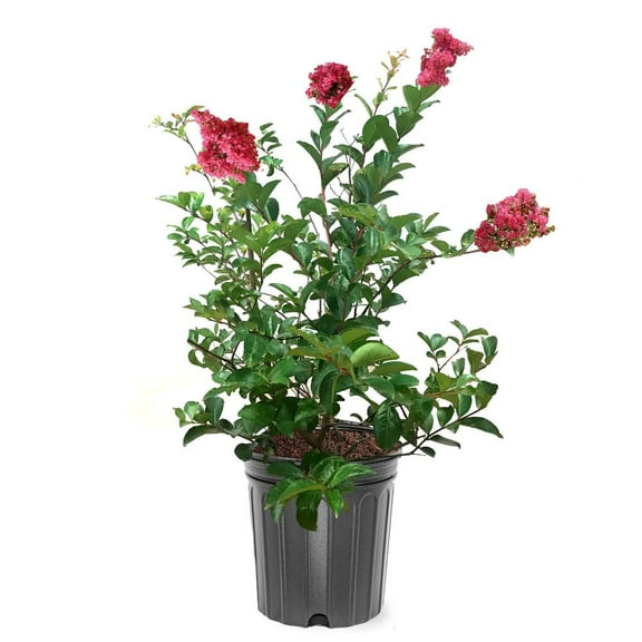 Expert Gardener 1.5- 2 ft tall Tonto Crape Myrtle Live Tree in 3-Gallon Grower Pot