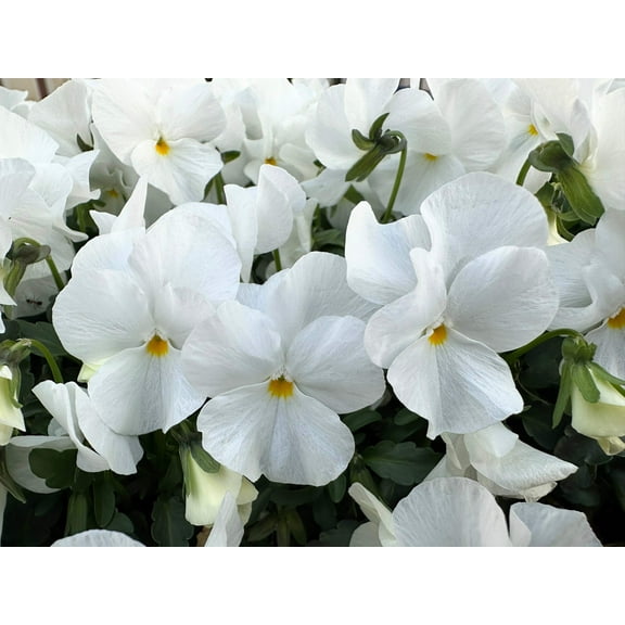 50 WHITE PANSY Clear Crystals Violet Viola Wittrockiana Flower Seeds