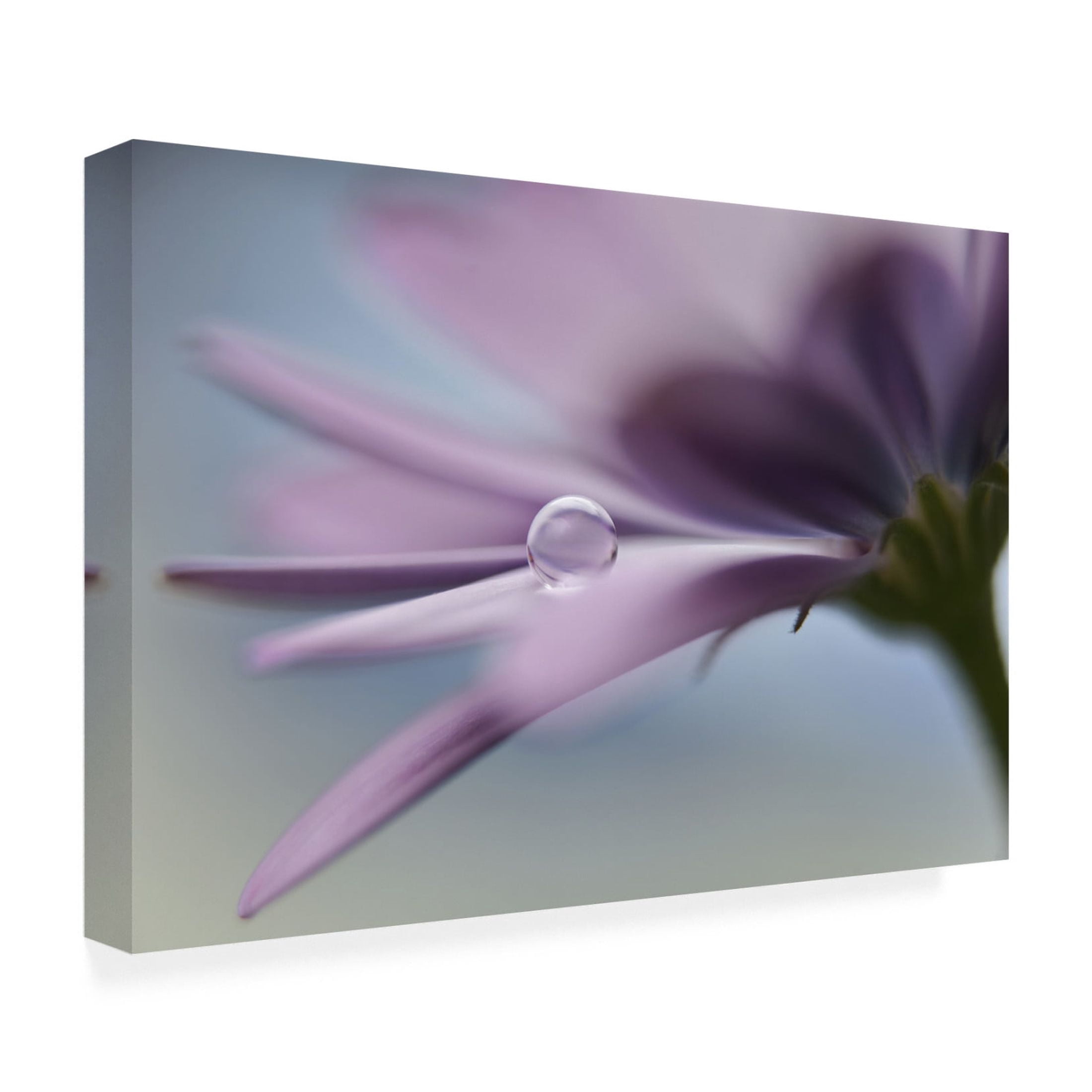Canvas Wall Art - Heidi Westum 'The Peaceful Drop' Wall Art for Living Room, Bedroom, or Office Décor by Trademark Fine Art - 24 x 16 Inches