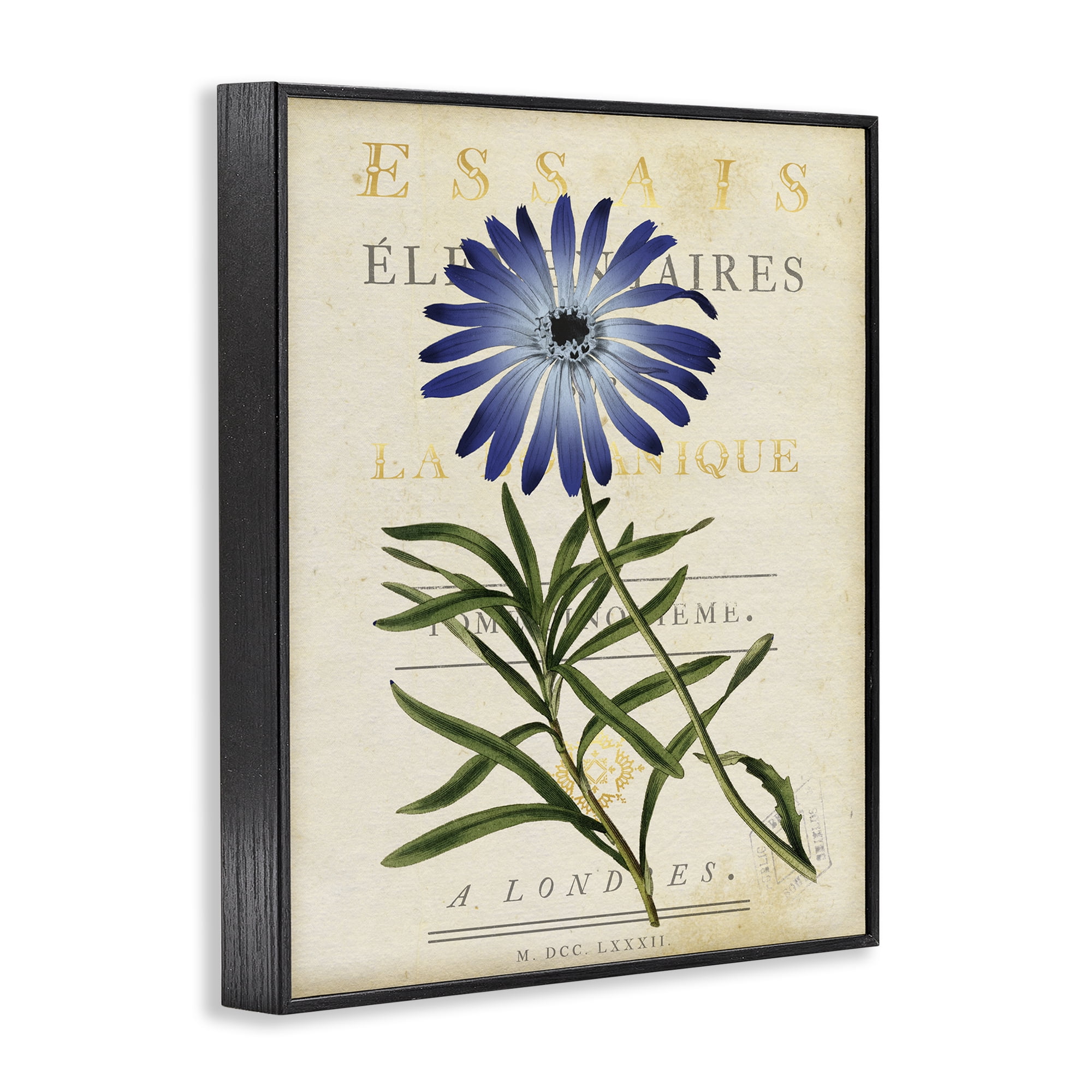 Stupell Industries Natural Botany Daisy Black Framed Giclee Art, design by Susan Arnot