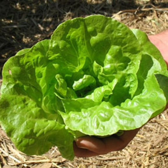 Organic Tom Thumb Pea - 1 Oz ~90 Seeds- Organic, Heirloom, Open Pollinated, Non-GMO, Farm & Vegetable Gardening Seeds