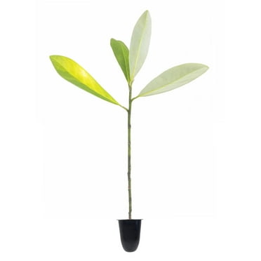 Sweet Bay Magnolia Tree  Magnolia Virginiana  3 Live Plants  Beautiful Ornamental Specimen