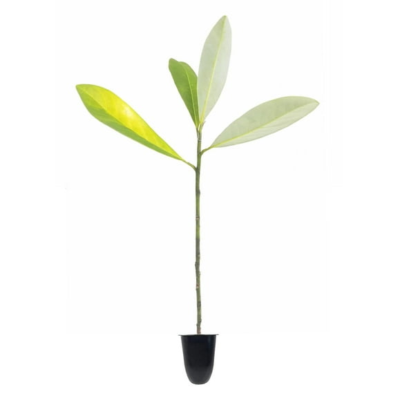 Sweet Bay Magnolia Tree  Magnolia Virginiana  3 Live Plants  Beautiful Ornamental Specimen