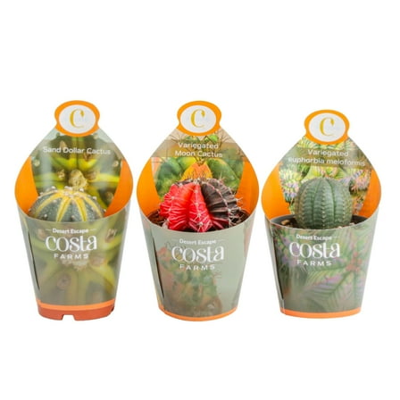 Costa Farms 3" Grower's Choice Cactus Live Plants in 2.5"  Grower Pot, 3 (Count)