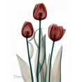 thumbnail image 2 of Koetsier, Albert 19x24 Black Ornate Wood Framed with Double Matting Museum Art Print Titled - Early Tulips in Red, 2 of 4