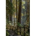 thumbnail image 2 of Jaynes Gallery 11x14 Black Ornate Wood Framed with Double Matting Museum Art Print Titled - Washington State-Olympic National Park Walkway past trees and creek, 2 of 4