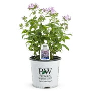 Proven Winner 2.5QT Phlox