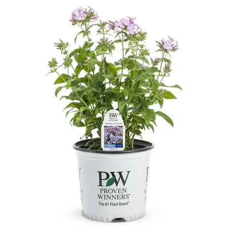 Proven Winner 2.5QT Phlox