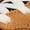 Camel/Orange, variant on New Balance Men's Tiago Lemos 1010 Linen 11.5 Medium