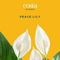 thumbnail image 2 of Costa Farms 12" Peace Lily Live Plants in 5" Self-Watering Pot, 2 of 10