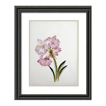 Belladonna Two Light - Global Gallery Amaryllis Belladonna by Ethel May Dixie Framed Painting Print