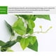thumbnail image 2 of Planta colgante artificial Inteprter Hoja de vid decoración de pared tipo 1, 2 of 6