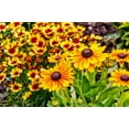 Black Eyed Susan Seeds MMF7 for Planting, 5000 Seeds, Giving You