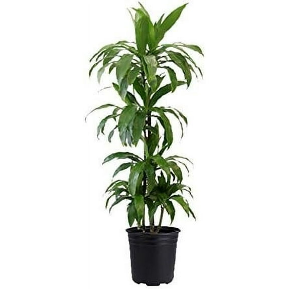Dracaena Janet Craig Cane - Live Plant in a 10 Inch Pot - Dracaena Deremensis - Easy Care Low Maintenance Houseplant