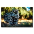 thumbnail image 1 of Cuadro Pixtreats Canva Cosecha De Uvas 40X60 cm, 1 of 4