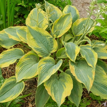 Direct Gardening Paradigm Hosta 3 Gallon Potted Shade Perennial Plant