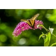 thumbnail image 2 of Horton, Janet 24x17 White Modern Wood Framed Museum Art Print Titled - Issaquah-Washington State-USA Western Tiger Swallowtail butterfly, 2 of 4