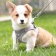 thumbnail image 5 of Juego de arnés y correa para perros, arnés acolchado de malla suave para cachorros y gatos, arnés de pecho transpirable ajustable reflectante para caminar, correr, entrenar Xemadio 2034455-12, 5 of 9