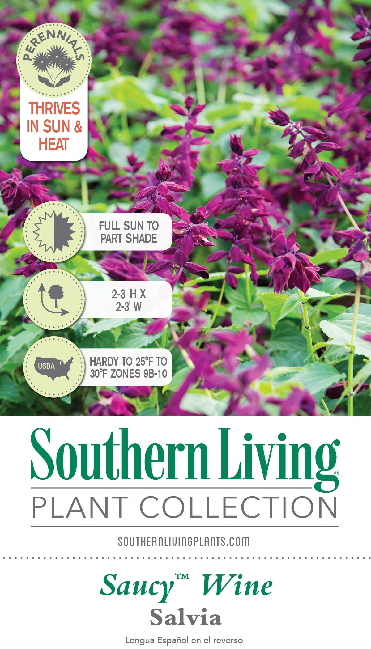 Southern Living Saucy Purple Salvia Live Shrub in 1.5-Gallon Grower Pot