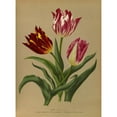 thumbnail image 3 of Arentine H. Arendsen 11x14 Black Modern Framed Museum Art Print Titled - Single Early Tulips 3 (1872-1881), 3 of 5