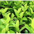 thumbnail image 2 of Sweet Viburnum – live starter plants less than 12 inches tall, 2 of 5