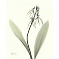 thumbnail image 3 of Koetsier, Albert 15x18 Black Modern Framed Museum Art Print Titled - Single Orchid, 3 of 5