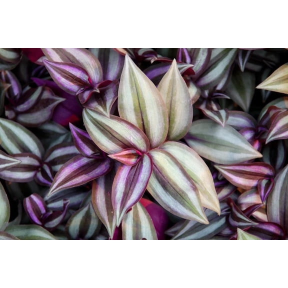 5 Purple Variegated Wandering Jew Cuttings for Planting Indoor, 2-4 Inches Tall, Tradescantia Zebrina Plant - Easy to Grow Indoor Outdoor Plant