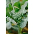 thumbnail image 3 of Rapini Broccoli Rabe Seeds/ Annual/ Full Sun/315 Seeds 1 Gram/ Zellajake Farm and Garden - B117, 3 of 4