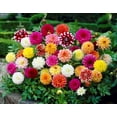thumbnail image 1 of TASC Flower Bulbs Dahlia Decorative Assorted (3 Bulbs), 1 of 1