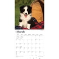 thumbnail image 3 of Border Collie Puppies | 2024 12x24" (Hanging) Wall Calendar | BrownTrout, 3 of 8