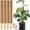 4 pack 22in, variant on 2 Pack 17 Inch Moss Pole, Stackable Moss Poles for Climbing Plants Monstera, Tall Plant Sticks Accessories, Large Coir Plant Support Stakes for Potted Plants Indoor, Pothos, Philodendron