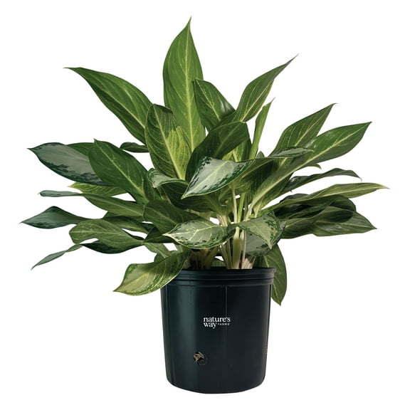 Nature’s Way Farms Aglaonema Golden Bay Indoor Live Plant (25-30in Tall) in Grower Pot