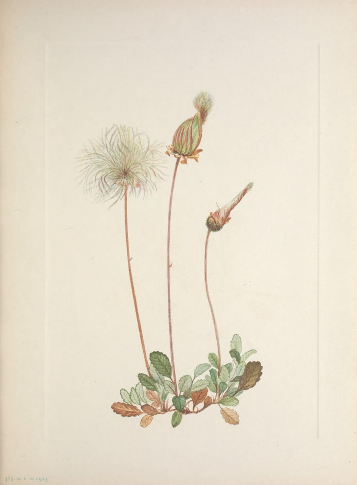 N American Wild Flo