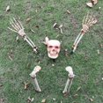 thumbnail image 1 of Skeleton Set Esqueleto De Cuerpo Completo Para Decoración De Halloween sonducket HA044461-02, 1 of 6