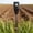 Nitrogen, variant on Zeiwohndc Compactly Soil Tester USB Rechargeable Nitrogen Detectors for NPK Detection