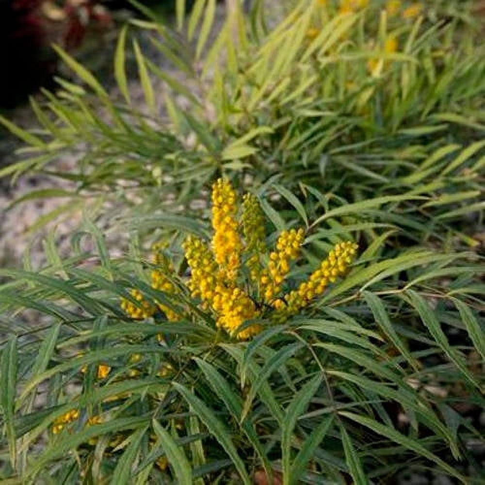 Southern Living Soft Caress Mahonia Live Shrub in 2-Gallon Grower Pot