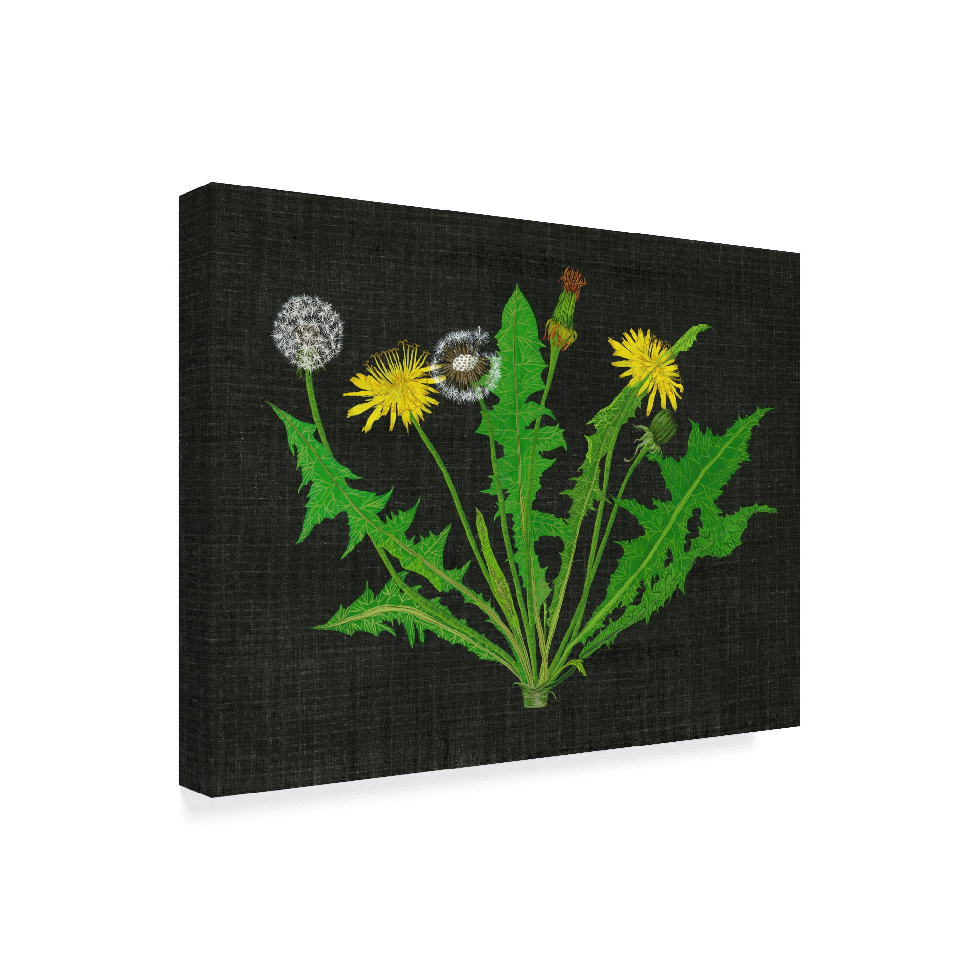 Trademark Fine Art 'Wild Dandelion I' Canvas Art by Melissa Wang