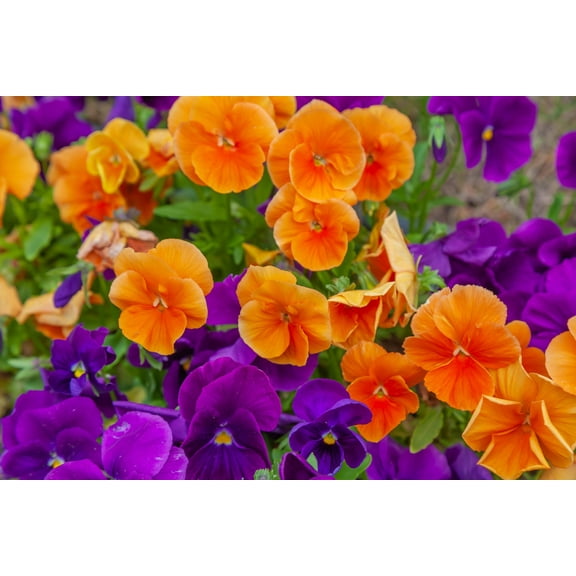 50 ORANGE SUN PANSY Swiss Giant Viola Wittrockiana Flower Seeds
