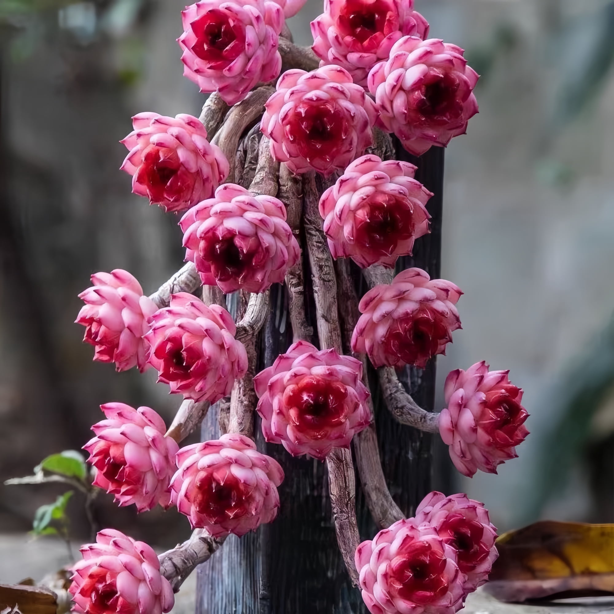 Echeveria Red Velvet Sugar Heart–Live Succulent–3Inch–Drought-Tolerant, Low Maintenance, Ideal for Indoor&Outdoor, Terrariums, Rock Gardens