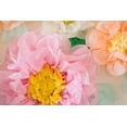 thumbnail image 6 of Originals Group Fiesta Tissue Paper Flowers - Party Decorations- 12 Pieces, 6 of 8