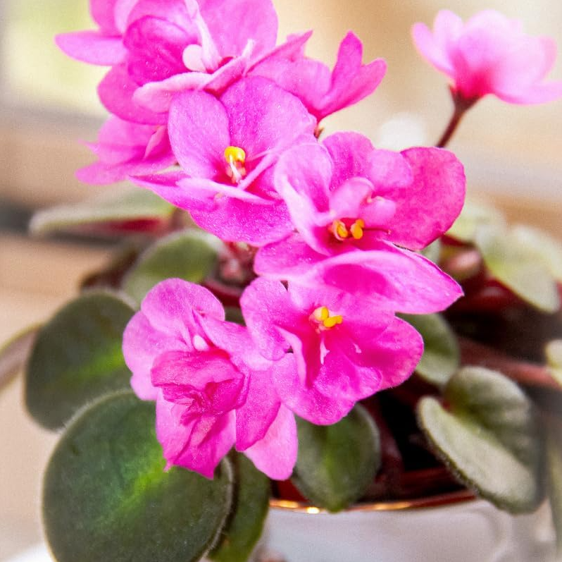 Light Pink Africa Violets Live Plant for Planting Indoor Outdoor, Light Pink Blooming Violet, Africa Violet Flowers, 4 Inch Pot