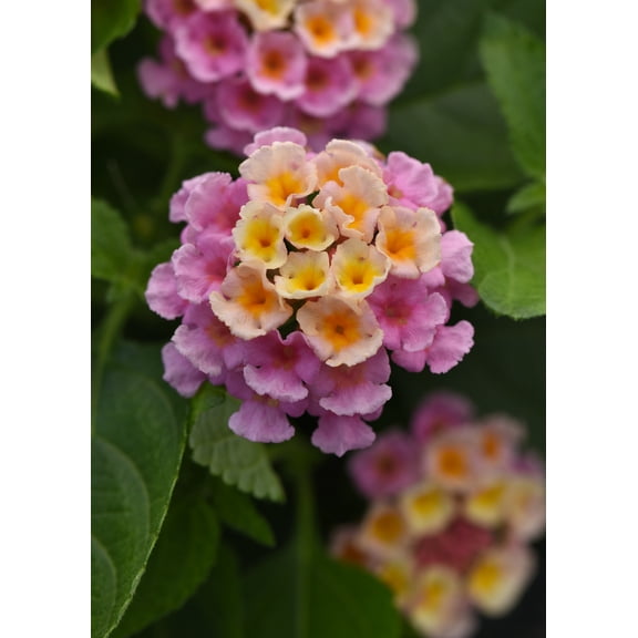 2.5 in. Lantana Bloomify ™ Pink Live Annuals With Full Sunlight in Grower Container - 3 Piece
